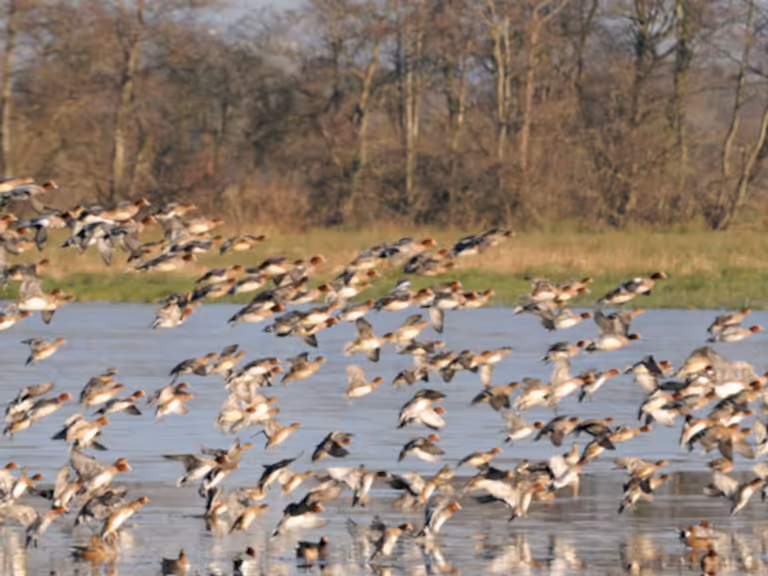 Ins outs of wetlands