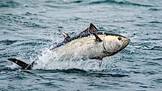 Bluefin tuna (Thunnus thynnus) in British waters (off the coast of Devon).