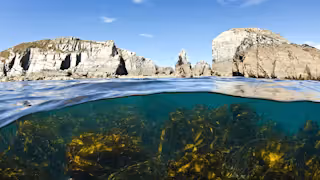 Kelp forest (Laminaria sp.) grows beneath the cliffs of Lundy Island, Devon, England, British Isles. Bristol Channel.