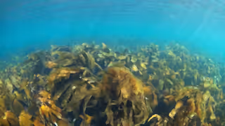 Kelp forest in the Hebrides, Scotland.