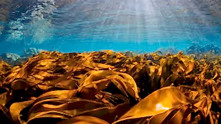 Bright sunrays and golden kelp in clear water, Shetland, Scotland, UK.