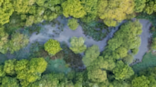 Knepp beaver landscape