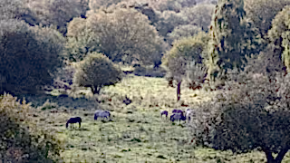 Konik ponies at Knepp