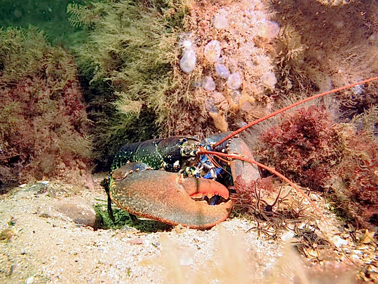 Lobster Homarus gammarus