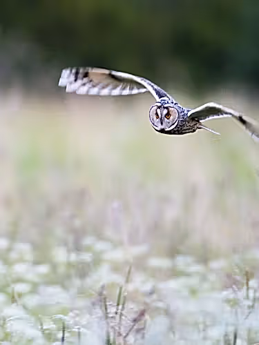 Long eared owl meadow in meadow