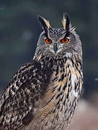 Long eared owl