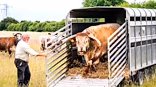 Longhorn cattle