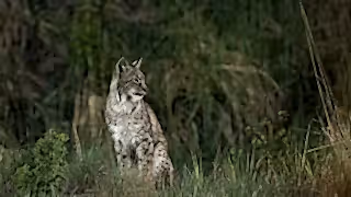 Eurasian Lynx in Finland