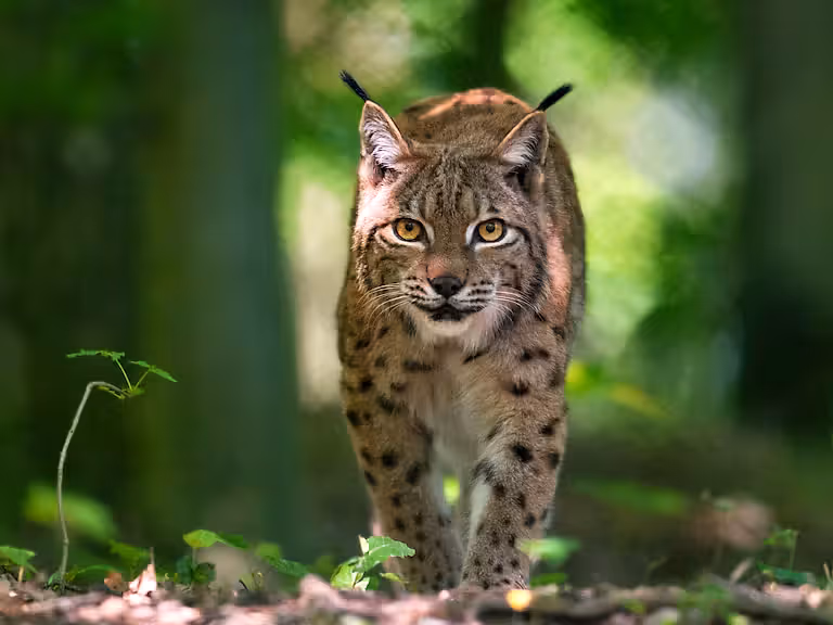 Lynx