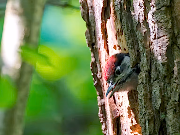 Make woodlands wilder