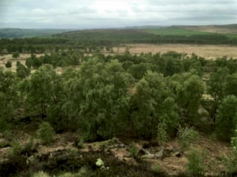 Natural regeneration at Birchen Edge