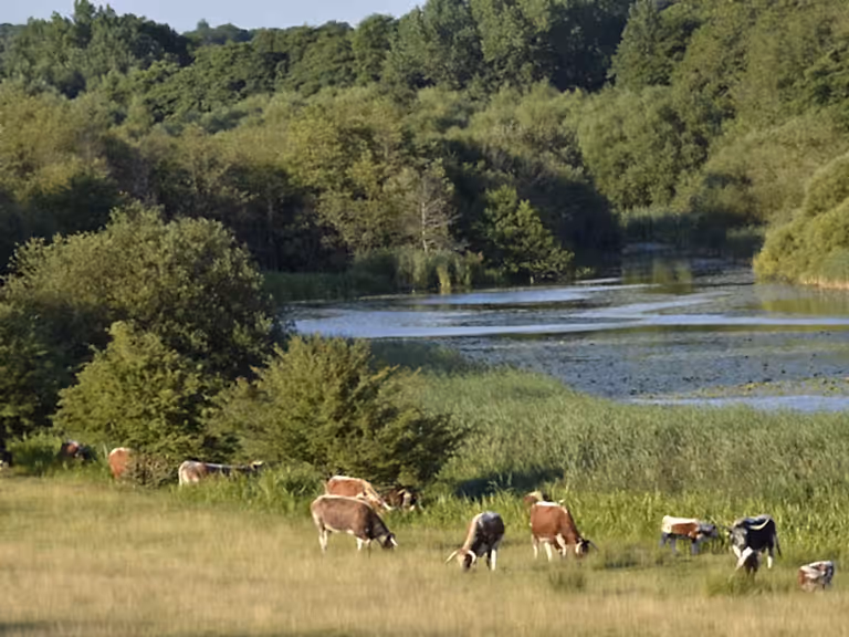 Cattle grazing alongside river, Knepp Estate