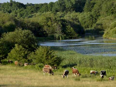 Cattle grazing alongside river, Knepp Estate