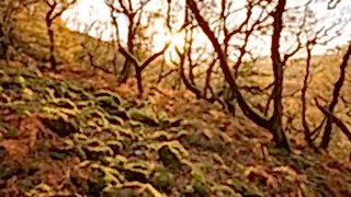 Oak forest scene in November, Atlantic Rainforest, UK