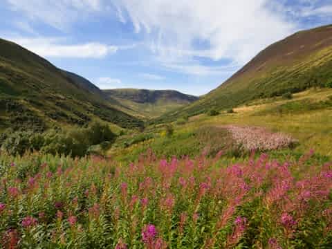 Carrifran Valley in the Scottish Borders, site of major woodland restoration project, Scotland