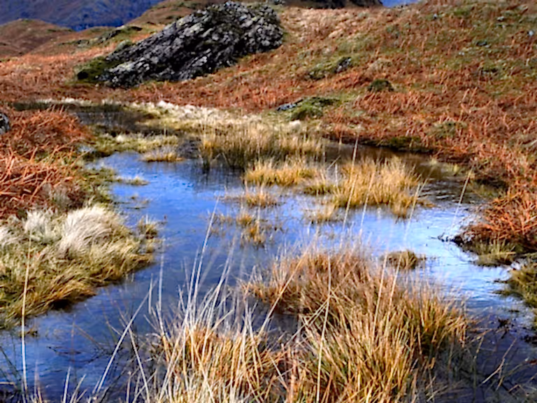 Lake District peatland bog