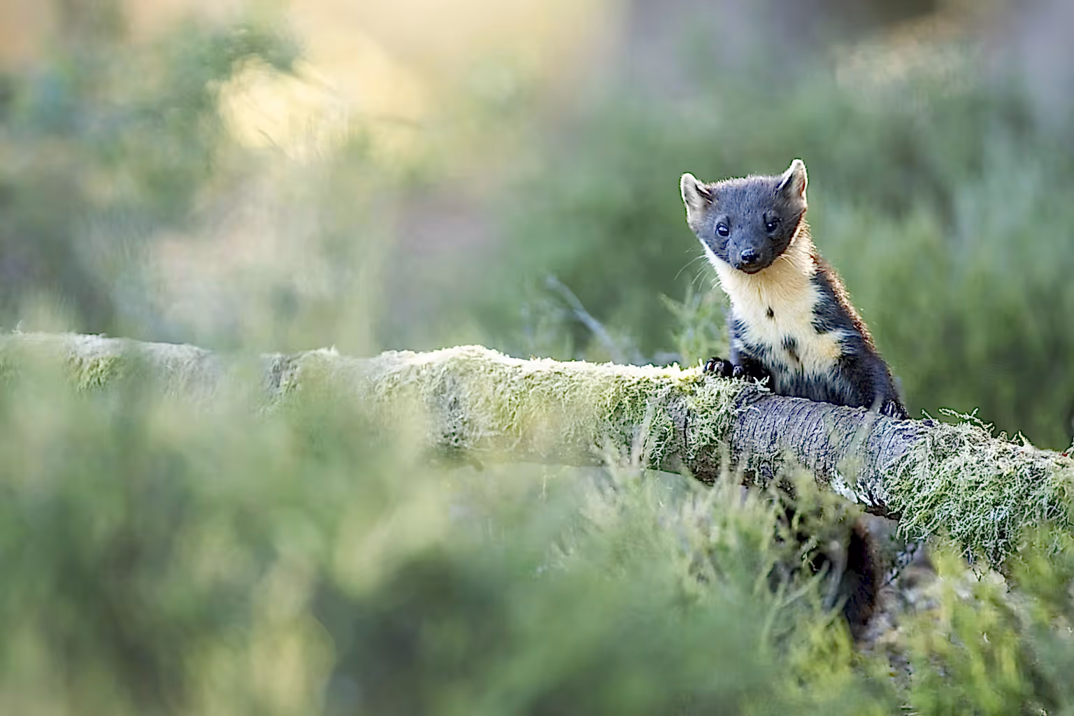 Pine marten