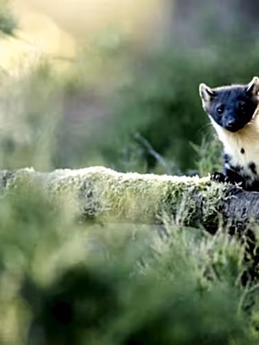 Pine marten