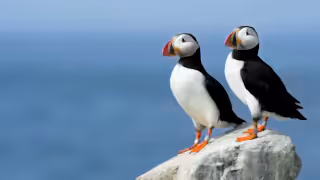 Puffins