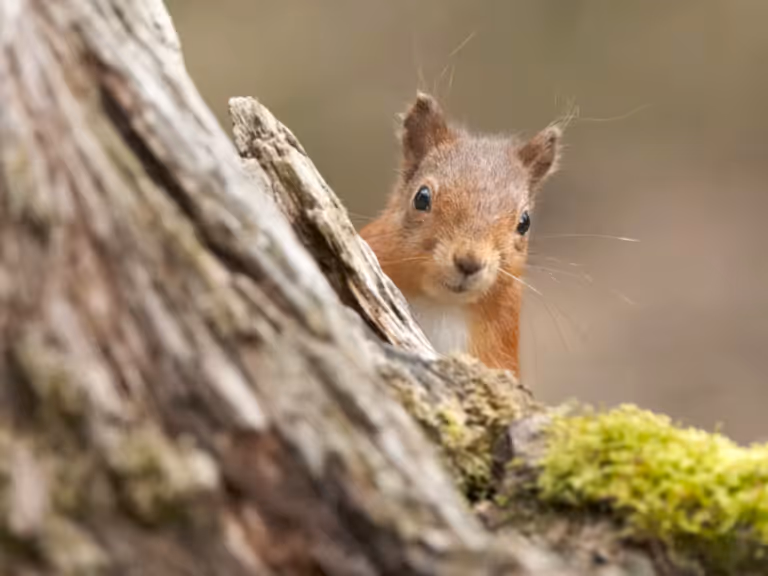 Red squirrel