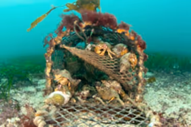 Lobster Pot Underwater.
