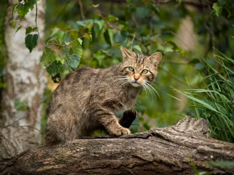 Scottish wildcat