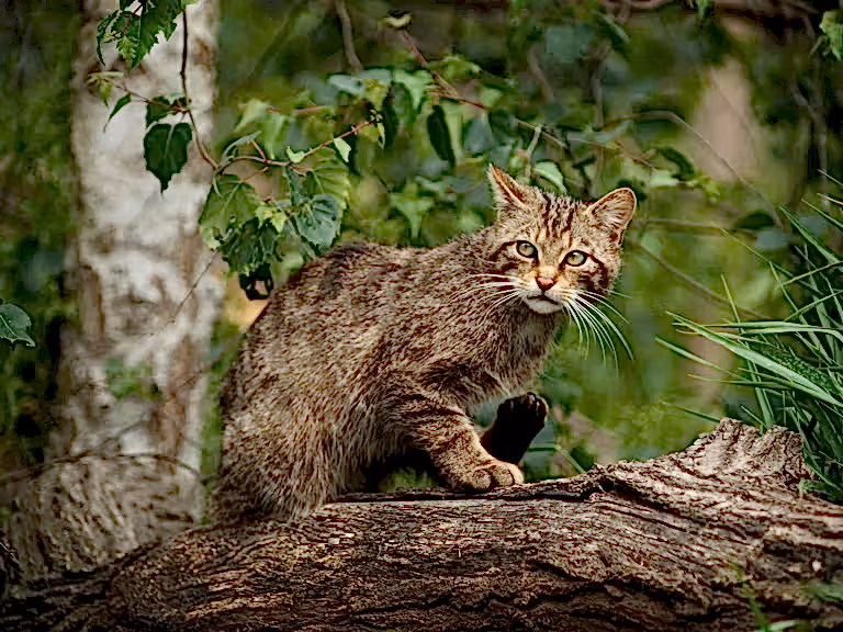 Scottish Wildcat