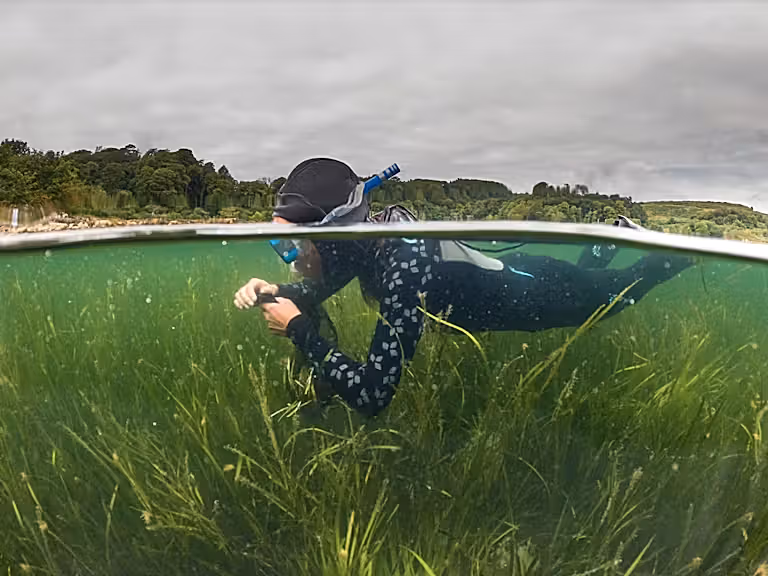 Diver surveying