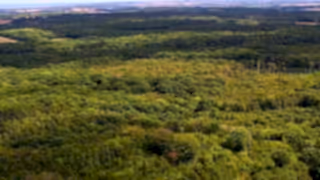 An aerial shot of the Blean woodlands taken as a screenshot from the Bison film