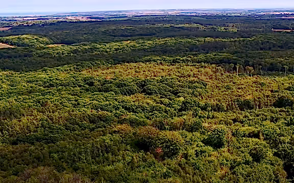 An aerial shot of the Blean woodlands taken as a screenshot from the Bison film