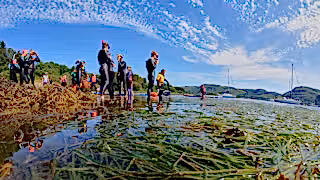 People with snorkels next to seagrass