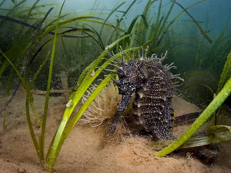 Seahorse in eelgrass