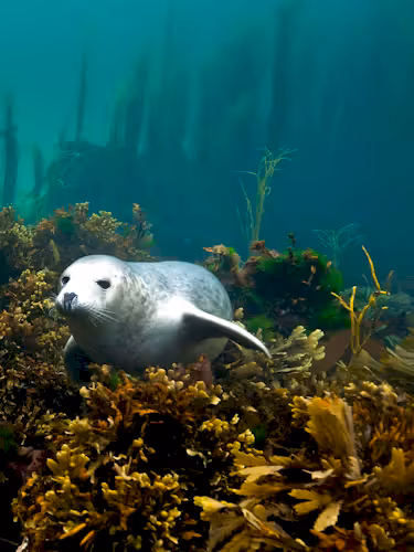Seal in kelp