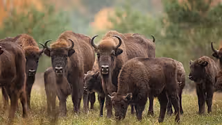 Herd of European bison