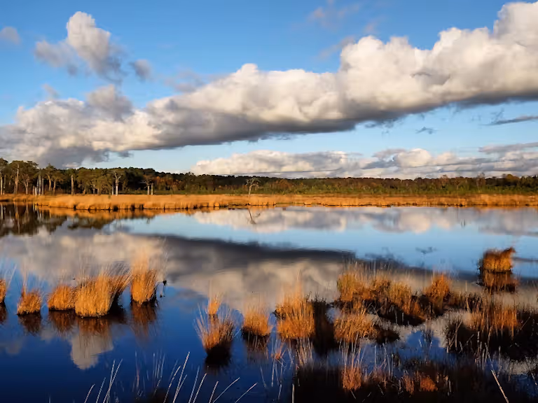 Thursley Heath Wetlands
