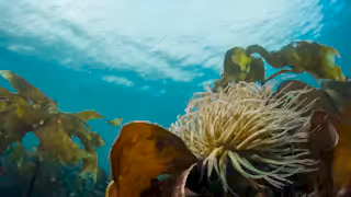 Scaling up existing marine restoration through a partnership approach