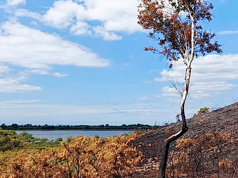 Studland heath fire