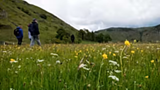 Some people walk through a field of wildflowers at Haweswater reserve
