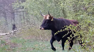 Tauros in woodland, the Netherlands.