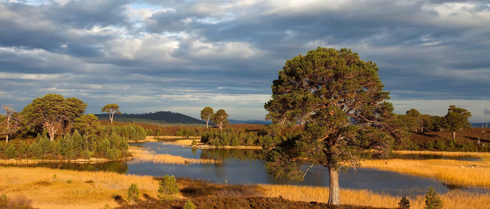 Treesn Woodlands