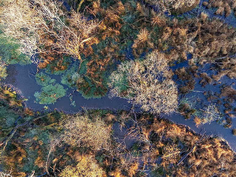 Beaver created wetland in West Devon