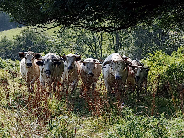 White park cattle mapperton