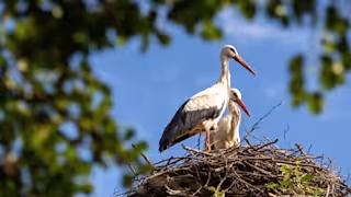 White storks in nest during spring.