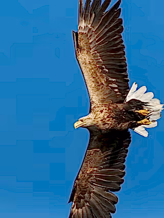 White tailed sea eagle