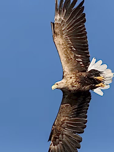 White tailed sea eagle