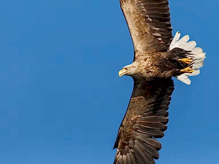 White tailed sea eagle