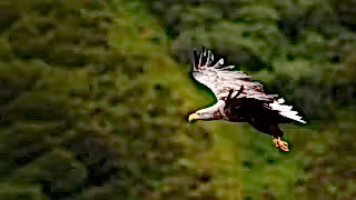 White-tailed sea eagle