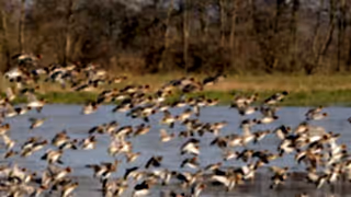 Flock of wigeon flying over a marsh.