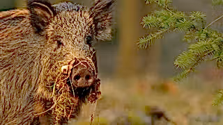 Female wild boar (Sus scrofa) in a forest