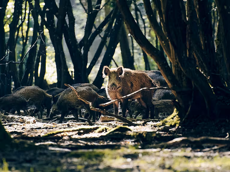 Wild boar in the woods